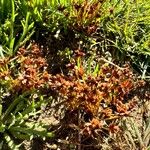 Juncus capitatus Hábito