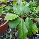 Magnolia figo Levél
