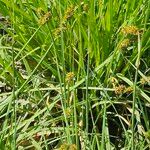 Carex vulpina ফুল