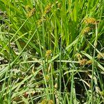 Carex vulpina फूल