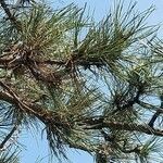 Pinus resinosa Yaprak