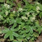 Alchemilla alpigena Vekstform