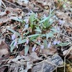 Claytonia virginica Flower