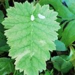 Primula sieboldii Hostoa