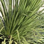 Dasylirion acrotrichum Leaf
