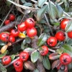 Cotoneaster dammeri फल