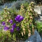 Campanula speciosa Hábitos