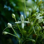 Millingtonia hortensis Fleur