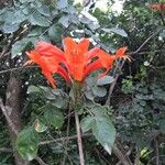 Tecomaria capensis Flor