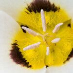 Calochortus leichtlinii Flower