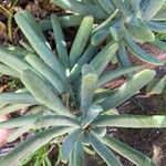 Dudleya edulis Hoja