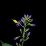 Solanum terminale Flower