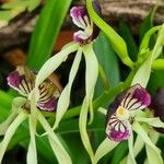 Prosthechea cochleata 花