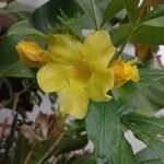 Allamanda catharticaFlor