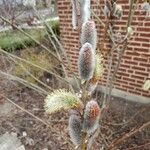 Salix atrocinereaFlower