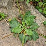 Plantago majorFroito