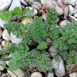 Daucus pusillus Folha