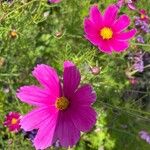 Cosmos bipinnatusBlüte