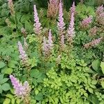 Spiraea tomentosa Habit