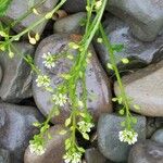 Cochlearia officinalis Fula