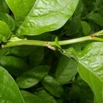 Plumbago zeylanica Blatt