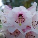 Rhododendron arizelum Flower