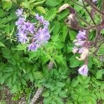 Lactuca alpina Kvet