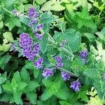 Nepeta racemosaFlower