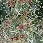 Clematis vitalba Fruchs