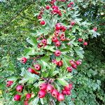 Crataegus monogyna Фрукт