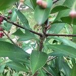 Ardisia elliptica Kéreg