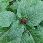 Celosia argenteaপাতা