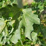 Malva thuringiaca Leaf
