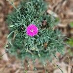 Dianthus gratianopolitanus Blomma