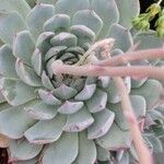 Echeveria colorata List