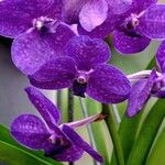 Vanda coeruleaफूल