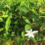 Gardenia taitensis Blatt