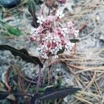 Asclepias humistrata Hoja