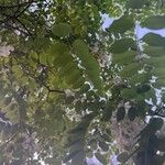 Robinia pseudoacacia 葉