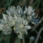 Allium haematochiton Flower
