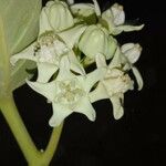 Calotropis gigantea 花