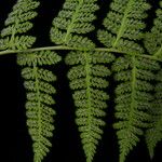 Athyrium clarkei Leaf
