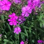 Phlox drummondii Lorea