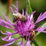 Centaurea decipiens Інше