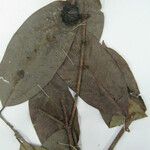 Eugenia marowynensis മറ്റ്