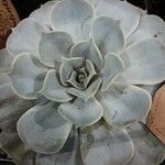 Echeveria lilacina Folio