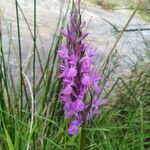 Dactylorhiza elataBlomst