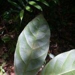 Compsoneura ulei Leaf