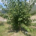 Cordia dichotoma ᱥᱟᱠᱟᱢ