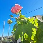 Hibiscus mutabilis Frunză